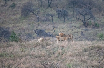 There are many lions in Hluhluwe–iMfolozi Park in South Africa.