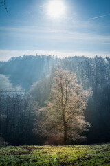 Sonnendurchfluteter Baum im Winter