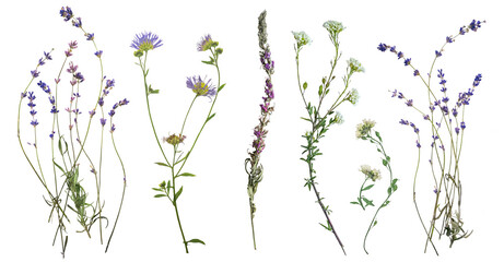 Dried wild blue flowers on transparent background. Flat lay, top view.