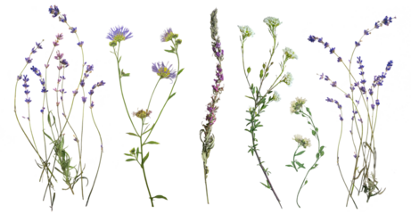 Dried wild blue flowers on transparent background. Flat lay, top view.