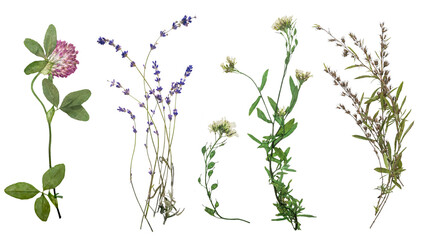 Dried wild flowers on transparent background. Flat lay, top view.