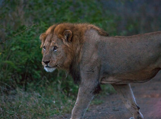 There are many lions in Hluhluwe–iMfolozi Park in South Africa.