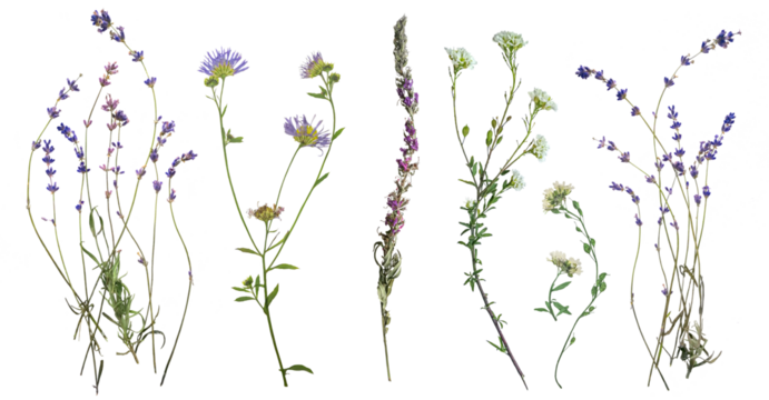 Dried wild blue flowers on transparent background. Flat lay, top view.