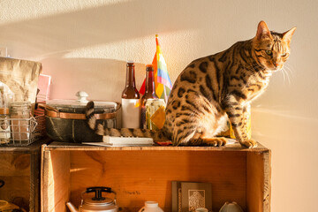 りんご箱の食器棚の上のベンガル猫 