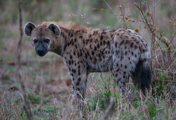 Hyenas are among the wildest hunters in Africa