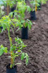 Tomato seedlings in containers on soil are prepared to be transplanted in to ground in greenhouse, gardening and growing tomatoes concept, copy space 