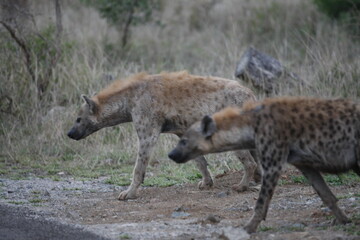 Hyenas are among the wildest hunters in Africa