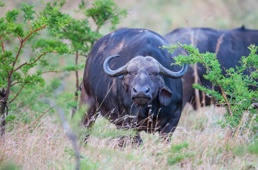 Obraz premium The buffaloes in Africa (big five) are called leopari lions, an important species between elephant and rhino