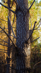 Vue rapprochée de pins landais, dans la forêt des Landes de Gascogne