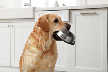 Cute hungry Labrador Retriever carrying feeding bowl in his mouth indoors