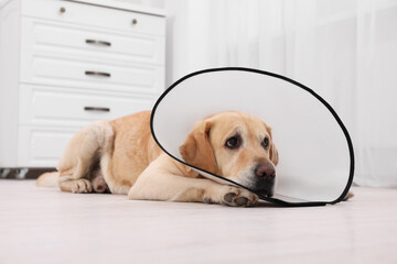 Sad Labrador Retriever with protective cone collar lying on floor in room