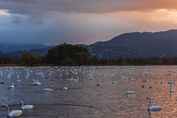6000 swans have migrated from Siberia to Lake Hyoko in Niigata prefecture. Lake Hyoko is well known for the annual visits of over 6000 swans in November.