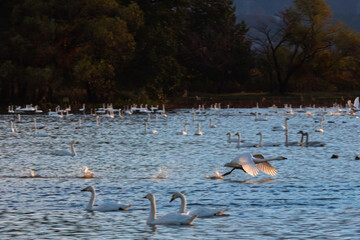 6000 swans have migrated from Siberia to Lake Hyoko in Niigata prefecture. Lake Hyoko is well known for the annual visits of over 6000 swans in November.