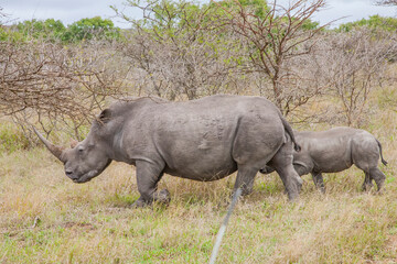 Fototapeta premium Numerous white rhinos (Ceratotherium simum) live in the Hluhluwe - Impolozi National Park in South Africa and are world-renowned for this.