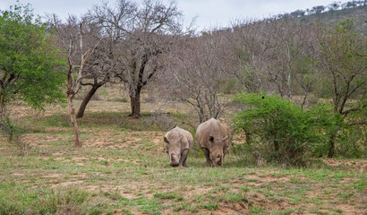 Numerous white rhinos (Ceratotherium simum) live in the Hluhluwe - Impolozi National Park in South Africa and are world-renowned for this.