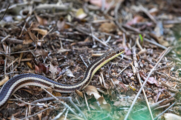 Fototapeta premium Thamnosophis lateralis, commonly known as the lateral water snake, is a endemic species of snake in the family Pseudoxyrhophiidae, Zombitse-Vohibasia National Park, Madagascar wildlife animal