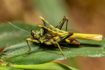 Bizarre Insect grasshopper Green Grouse locust (Holocerus taurus), Cricet bug in Ranomafana National Park. Madagascar wildlife animal