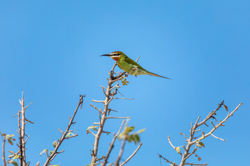 Olive bee-eater or Madagascar bee-eater (Merops superciliosus) is a near passerine bee-eater species in the genus Merops. Bird sits on branch against blue sky. Anakao Madagascar wildlife animal
