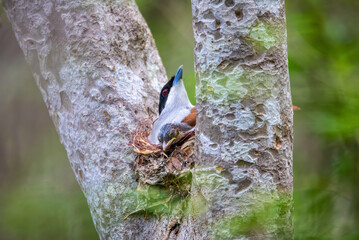 Rrufous vanga (Schetba rufa) is a species of endemic bird in the family Vangidae. It is monotypic within the genus Schetba, Zombitse-Vohibasia National Park, Madagascar wildlife animal.
