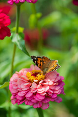Butterfly sitting on flower (zinnia)