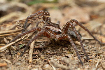 Young raft spider, Dolomedes fimbriatus on ground