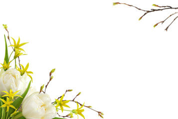 White tulip flowers, yellow gageas and spring twig with early leaves in a corner floral arrangements isolated on white or transparent background