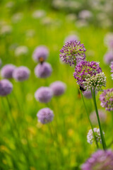 onion flowers in the garden