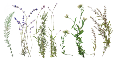 Dried wild flowers on transparent background. Flat lay, top view.
