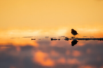 Cute little bird silhouette sitting in the water during sunset beautiful sky reflection in the water
