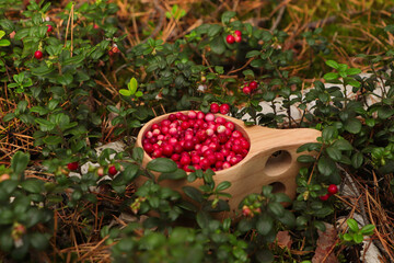 Many ripe lingonberries in wooden cup outdoors