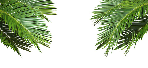 Naklejka na ściany i meble Palm leaf trees cut out backgrounds 3d illustration png file