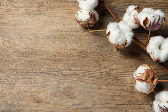 Dried cotton branch with fluffy flowers on wooden table, top view. Space for text