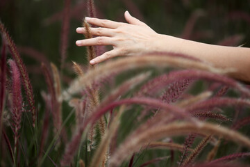 hand touching reeds flower