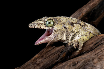 Side view of the head of Vorax gecko or Halmahera giant gecko.