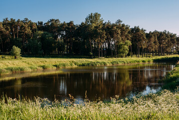 Sunset Or Sunrise In Forest Landscape. Sun Sunshine With Natural Sunlight And Sun Rays Through Woods Trees In Summer Forest. Beautiful Scenic View. Natural Real Lens Flare Effect
