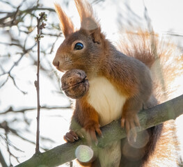 Eichhörnchen mit Walnuss im Maul