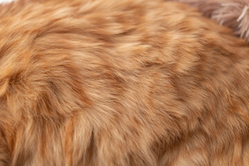 Fototapeta premium 猫の毛並み 茶トラ猫