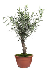 Beautiful young potted olive tree isolated on white