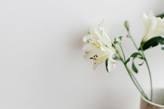 Beautiful alstroemeria flower. Stylish floral wallpaper, peruvian lily white petals and green stem. Spring modern bouquet close up, moody image