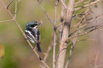 Chinspot batis (Batis molitor) is a songbird living in a forest area in the east of South Africa.