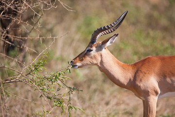 Impala (Aepyceros melampus) is a medium-sized antelope that lives in the east and south of Africa.