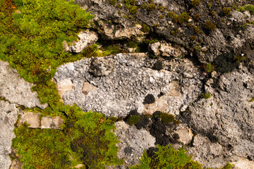 moss on stone