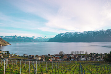 Swiss Alps. vineyards in winter in switzerland mountains