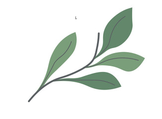 Tea leaf, foliage and botany of spring plants