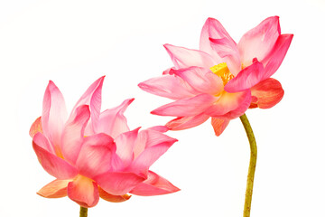 Obraz premium lotus flower