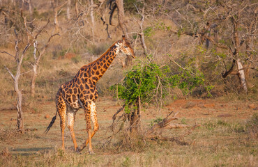 There are many Giraffes in Hluhluwe iMfolozi Park in South Africa. They are under protection.
