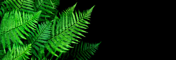 natural background fern leaf on black background tropical leaves