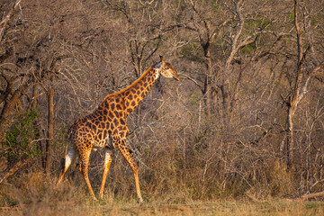There are many Giraffes in Hluhluwe iMfolozi Park in South Africa. They are under protection.