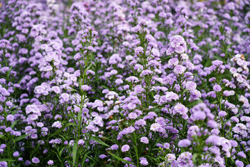 Violet flower field texture for background
