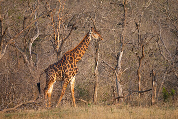 There are many Giraffes in Hluhluwe iMfolozi Park in South Africa. They are under protection.